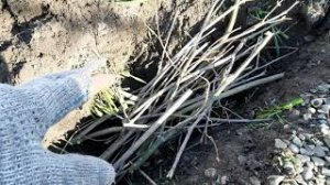 Участок затоплен! Что делать. Простой способ. Деревенский заколхоз.