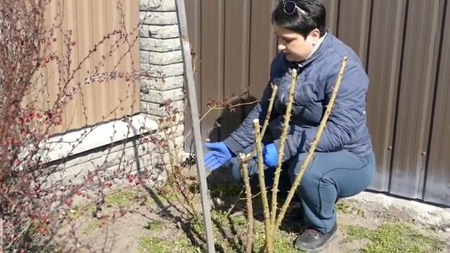 Розы. 1 часть. Весенняя обрезка роз смотреть онлайн