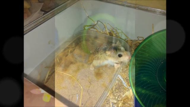 In memory of Speedy Gonzales смотреть онлайн