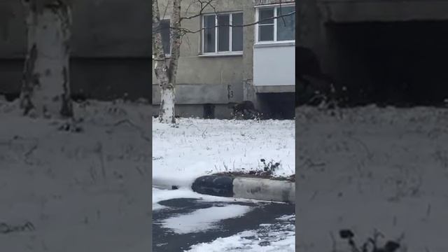 Олени в городе смотреть онлайн