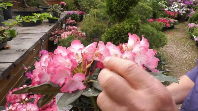Rododendras Fantastika — Viržių medelynas смотреть онлайн