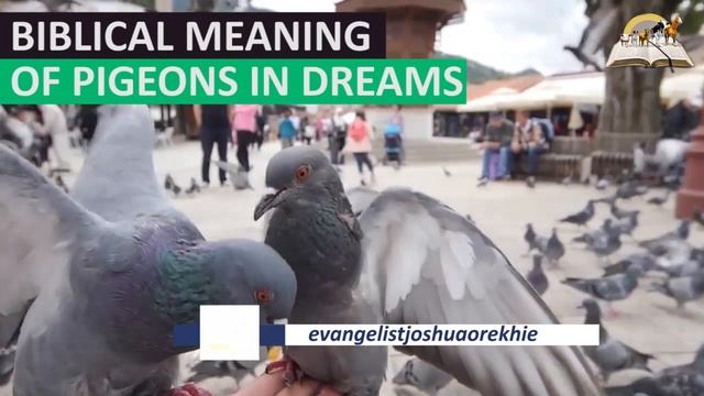 Biblical Meaning of PIGEONS in Dream - Find Out The Spiritual Meaning Of This Bird смотреть онлайн