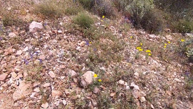 Desert Flowers And Gold Nuggets смотреть онлайн