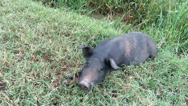 Угандская свинья смотреть онлайн