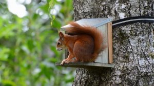 ЗВУКИ ЛЕСНЫХ ЖИВОТНЫХ. ЛЕСНЫЕ ЖИВОТНЫЕ. РАЗВИВАЮЩЕЕ ВИДЕО \ ЖИВОТНЫЕ ДЛЯ ДЕТЕЙ \ УЧИМ ЗВУКИ ЖИВОТНЫ
