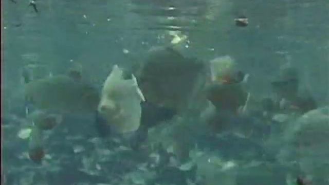 Мир животных. Зубы и когти (ч-1) смотреть онлайн