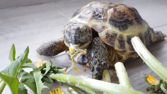 МОЯ ЗЛАЯ НЯНЯ - Морские Свинки Одни Дома - Кузя и Свинка Бузя Челлендж смотреть онлайн