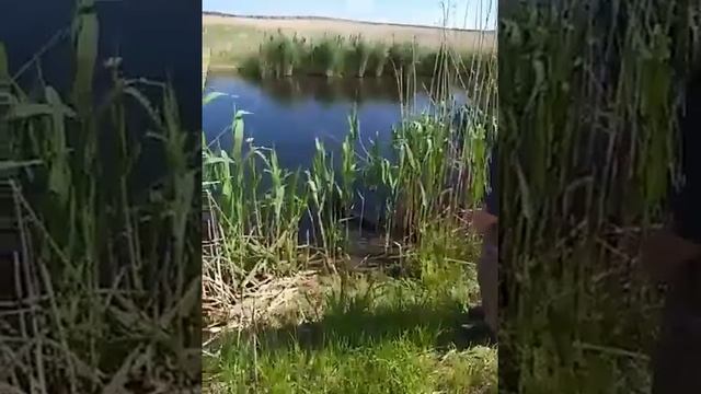 Щенок дратхаар. Дрессировка.Команда аппорт, подача с воды. смотреть онлайн