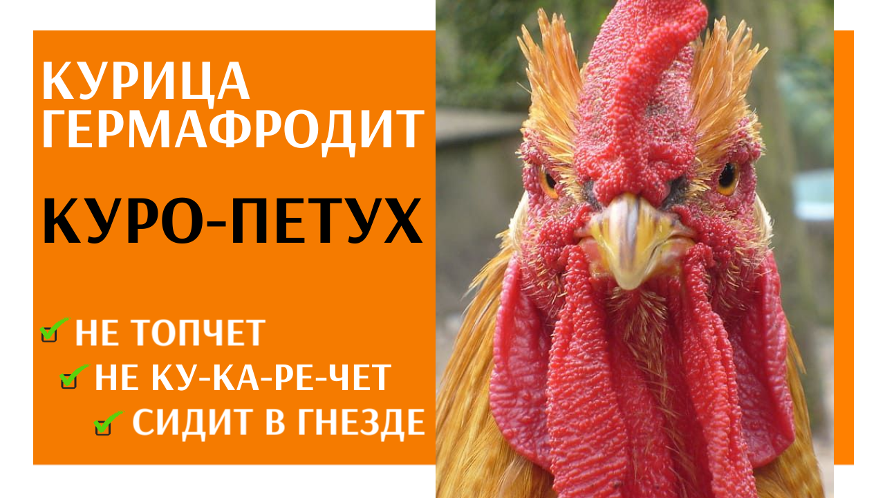 Курица ГЕРМАФРОДИТ. Куро-петух. Не голосит, не топчет, сидит в гнезде, яиц нет! смотреть онлайн