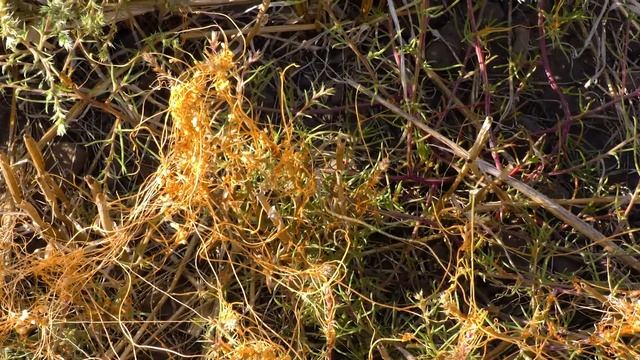 Cuscuta. Повилика. Повитиця смотреть онлайн