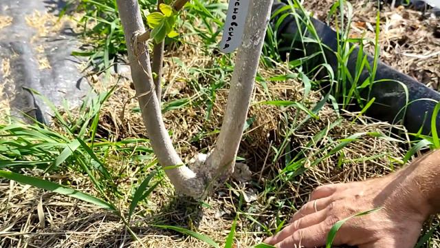 Перезимовка хурмы. Как распускается хурма весной смотреть онлайн