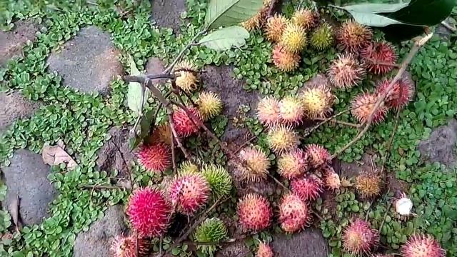 RAMBUTAN hairy fruit | Rambutan buah khas Indonesia | Unique Tropical Fruit смотреть онлайн