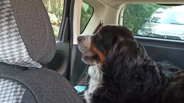 БЕРНСКИЙ ЗЕННЕНХУНД В МАШИНЕ. смотреть онлайн