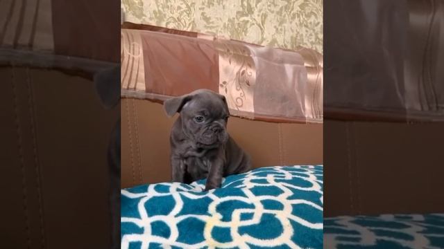 Продажа щеночка французского бульдога смотреть онлайн