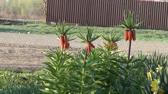 ПОШЛА РЕАКЦИЯ / ОПЯТЬ ДЕВИЧНИК / Я ТАКОЕ ЕСТЬ НЕ БУДУ / САД ТЕПЕРЬ КРАСИВЫЙ смотреть онлайн