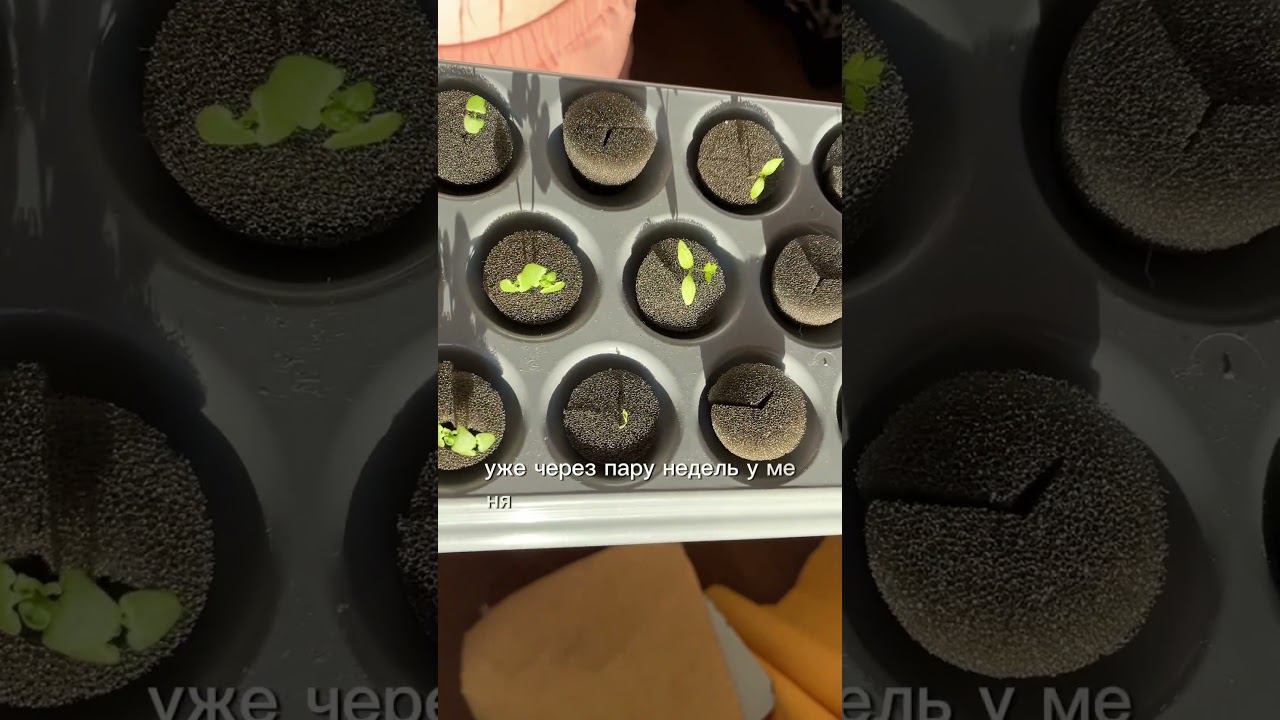 Она была огородником #грядка #гидропоника #зелень #огород #базилик #shorts #shortvideo