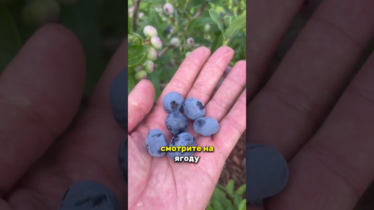 Голубика Chandler (Чандлер). Самый крупноплодный сорт. #голубика #голубикачандлер смотреть онлайн
