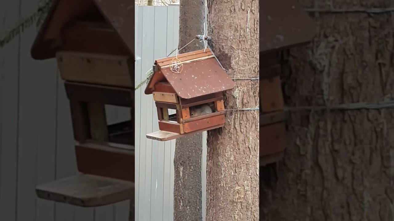 #белки #весна #живаяприрода смотреть онлайн