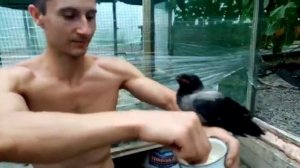 Успешная  дрессировка ворона !!!!Брат надрессировал ворона он летит к нему и садиться на руку !