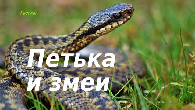 Петька и змеи.. (рассказ)