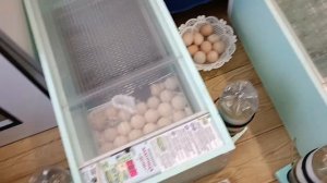 Заложили в инкубатор яйцо Муларда ( Краснодар)