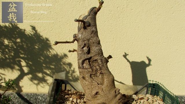 Ficus Carica bonsai Before&After смотреть онлайн