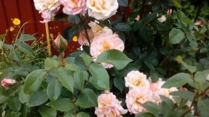 Роза Компешн.полуплетистая высота не более 2 м.д  Июль 2017  # мой сад # розы