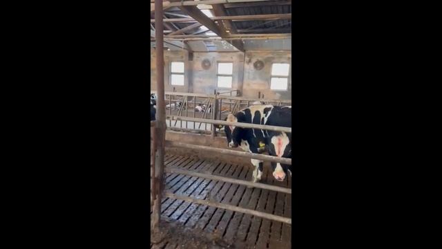 Как я сделал самый удивительный импорт Гольштина из Германии смотреть онлайн