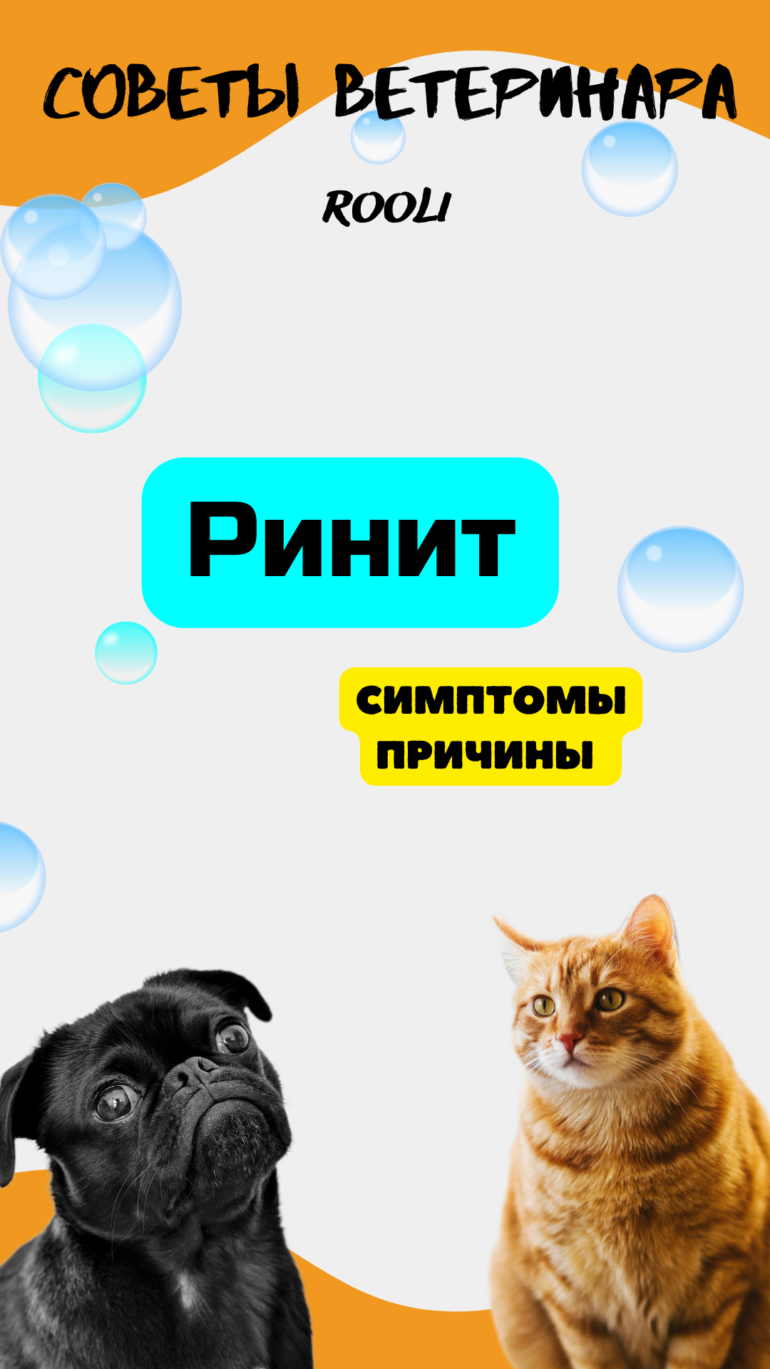 Ринит у домашних животных - кошек, собак, крыс, морских свинок. Причины, симптомы, лечение ринита. смотреть онлайн