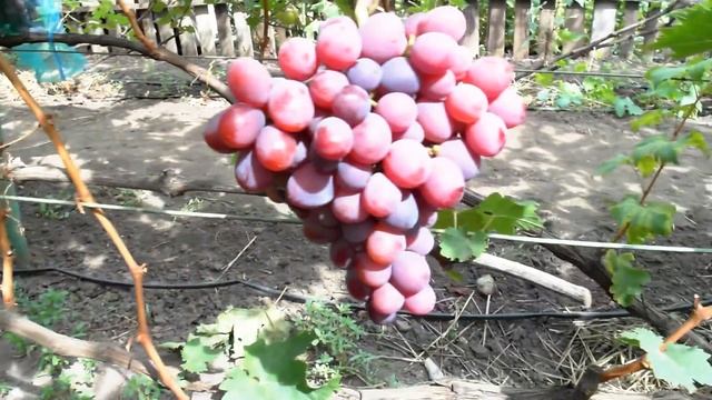 Виноград - Фаэтон смотреть онлайн