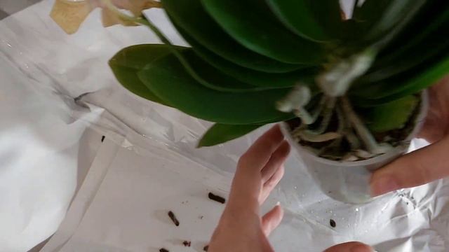 🎉Новая орхидея🎄Сделала себе подарок 🎁 , мечты сбываются🎇-1 хотелка😊 смотреть онлайн
