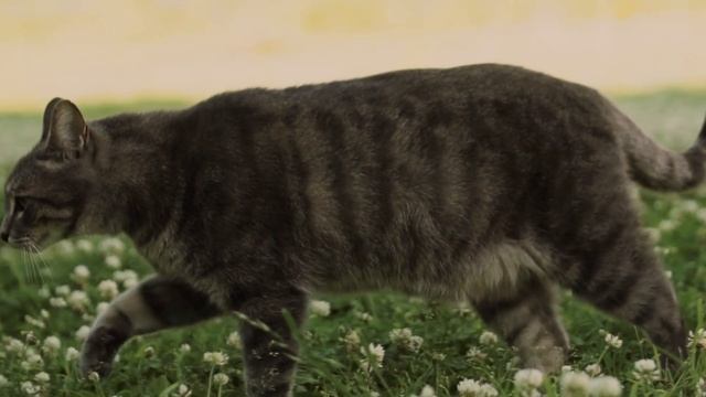 Мнут лапами и мурчат почему кошки любят массажировать хозяина? смотреть онлайн