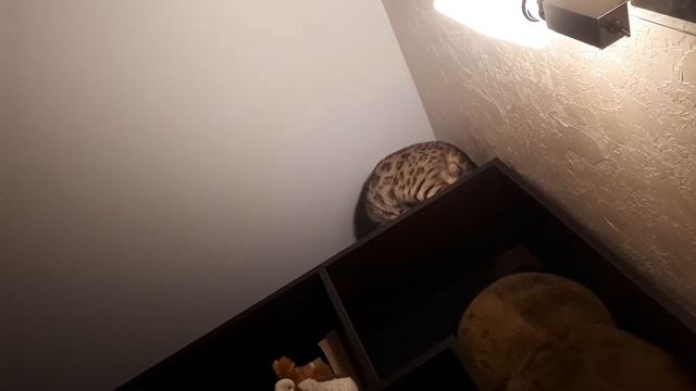 умный бенгальский снежный кот Янис смотреть онлайн