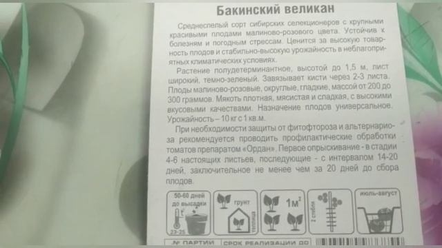 Великолепный сорт томата Бакинский великан? смотреть онлайн