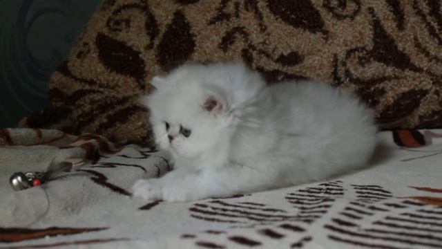 Персидская шиншилла, cattery Promaran смотреть онлайн