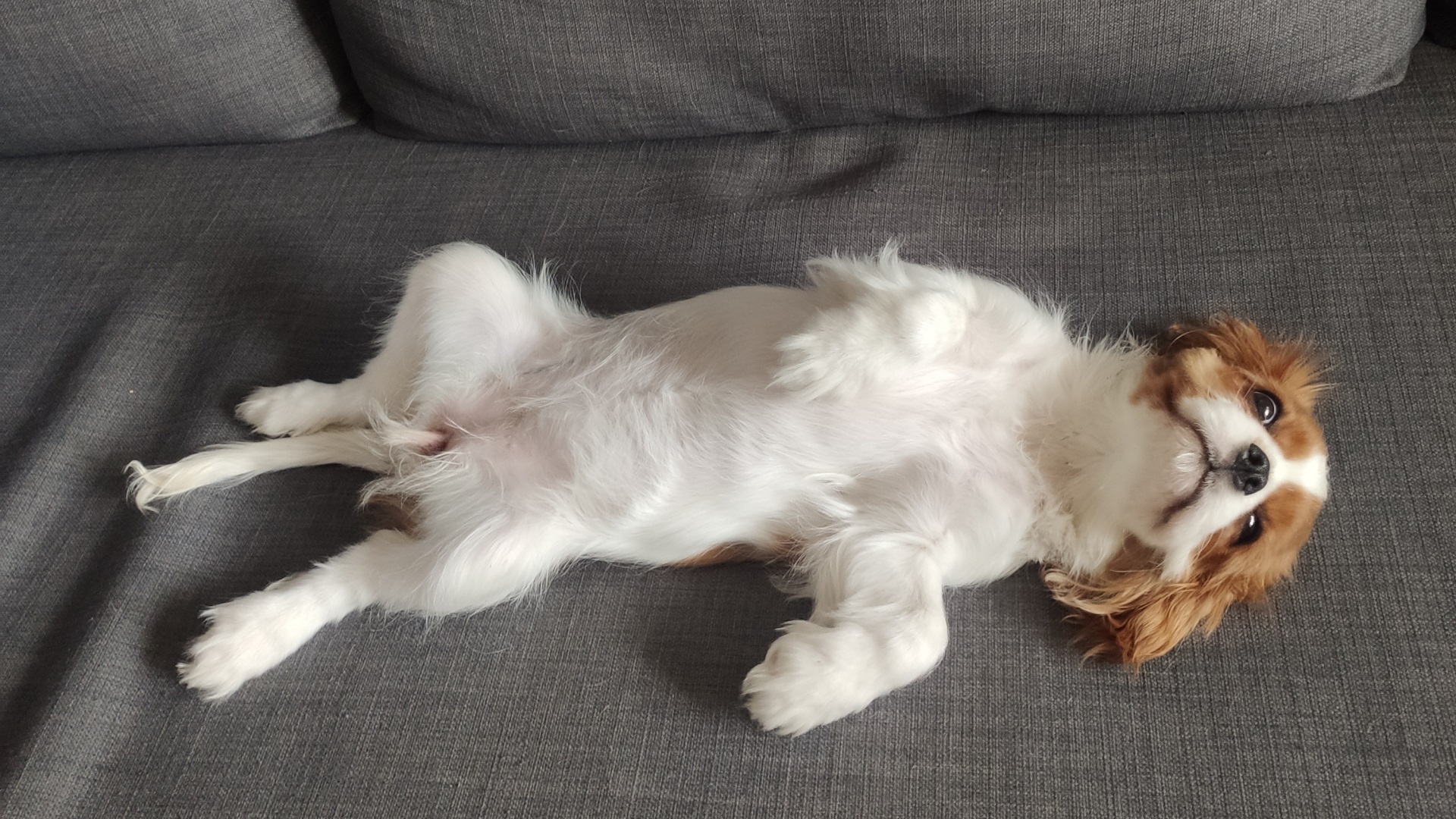 Покупка собаки Кавалер Кинг Чарльз Спаниель смотреть онлайн