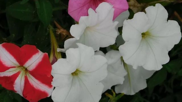 Petunia, A great winter flower смотреть онлайн