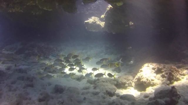 Dive Travel With Patrick's Diving