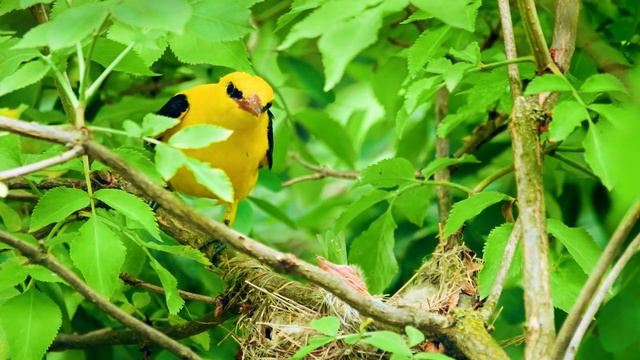 Нежная музыка, успокаивает нервную систему и радует душу 🍀 лечебная музыка для сердца и сосудов смотреть онлайн