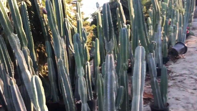 The Peruvian Apple, Cereus peruvianus смотреть онлайн