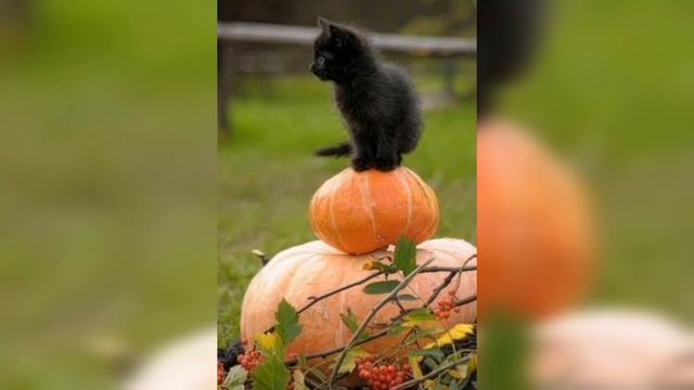 Cat Halloween /cute Halloween cats 2022 #halloween #animals смотреть онлайн