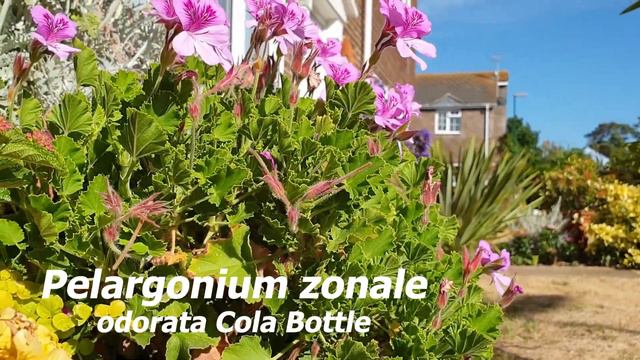 Pelargonium - Cola Bottles смотреть онлайн