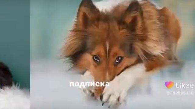 Они милые? смотреть онлайн