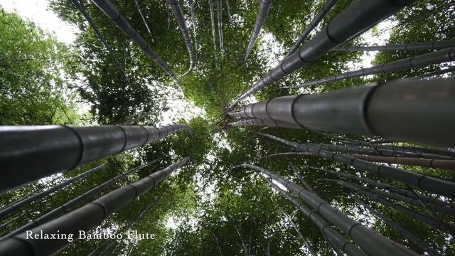 Relaxing Bamboo Flute Music, Positive Energy Vibration, Cleanse Negative Energy, Healing Music, смотреть онлайн