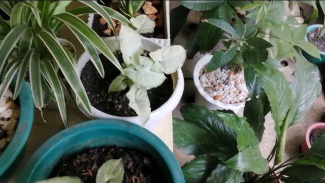 REPOTTING |WHITE SYNGONIUM |Nikoletta Tsiapa смотреть онлайн