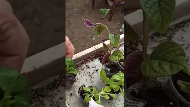 Мы со Светой получили посылку. 5 дней, а результат не предсказуем! Претензий к отправителю нет!!! смотреть онлайн