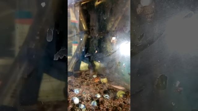 Розовые рыбки Данио смотреть онлайн