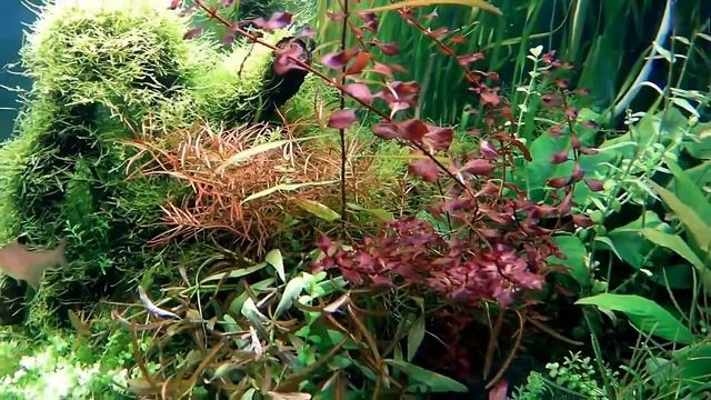 Аквариум 600 л (состояние 14.11.2017) смотреть онлайн