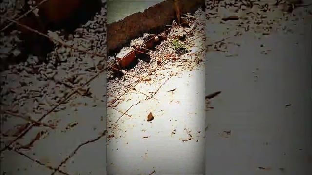 Президенту РУз., Дорогому Шавкату Миромоновичу с которым мне не дают встречу!