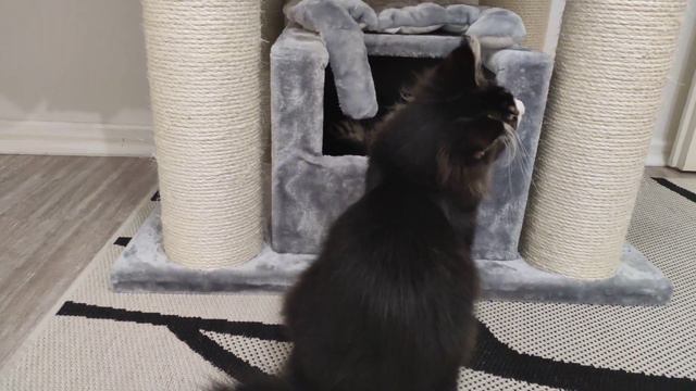 Мейн кун дива(старожил) ставит на место нового котенка :) смотреть онлайн